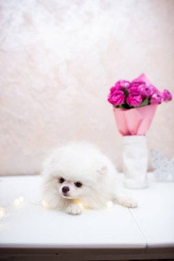 Köpek yavrusu köpek yavrusu Yorkshire Teriyeri Chihuahua tımarlıyor.