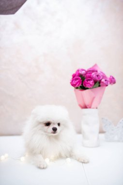 Köpek yavrusu köpek yavrusu Yorkshire Teriyeri Chihuahua tımarlıyor.