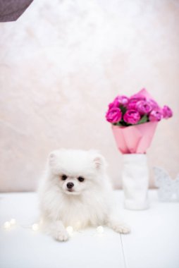 Köpek yavrusu köpek yavrusu Yorkshire Teriyeri Chihuahua tımarlıyor.