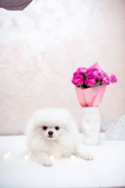 Köpek yavrusu köpek yavrusu Yorkshire Teriyeri Chihuahua tımarlıyor.