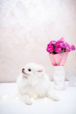 Köpek yavrusu köpek yavrusu Yorkshire Teriyeri Chihuahua tımarlıyor.