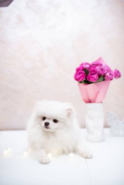 Köpek yavrusu köpek yavrusu Yorkshire Teriyeri Chihuahua tımarlıyor.