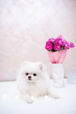 Köpek yavrusu köpek yavrusu Yorkshire Teriyeri Chihuahua tımarlıyor.