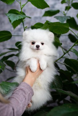 Köpek yavrusu köpek yavrusu Yorkshire Teriyeri Chihuahua tımarlıyor.