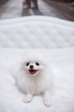 Köpek yavrusu köpek yavrusu Yorkshire Teriyeri Chihuahua tımarlıyor.