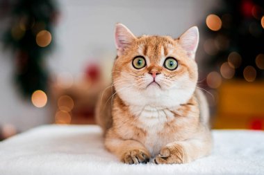 Kedi yavrusu İskoç İngiliz kedisi Burma cüce hayvanlar