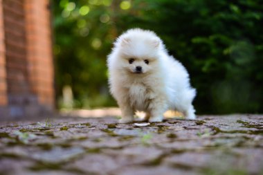 Köpek yavrusu köpek yavrusu Yorkshire Teriyeri Chihuahua tımarlıyor.