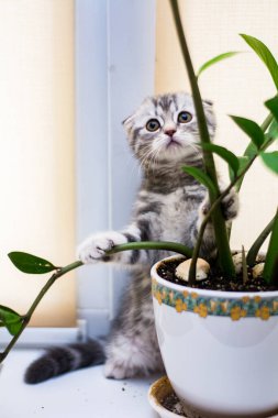 Kedi yavrusu İskoç İngiliz kedisi Burma cüce hayvanlar