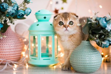 Kedi yavrusu İskoç İngiliz kedisi Burma cüce hayvanlar