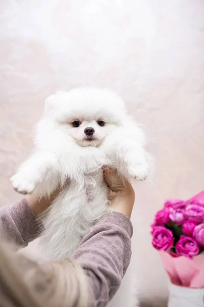 Štěně Spitz Pes Mazlíček Yorkshire Teriér Chihuahua Péče — Stock fotografie