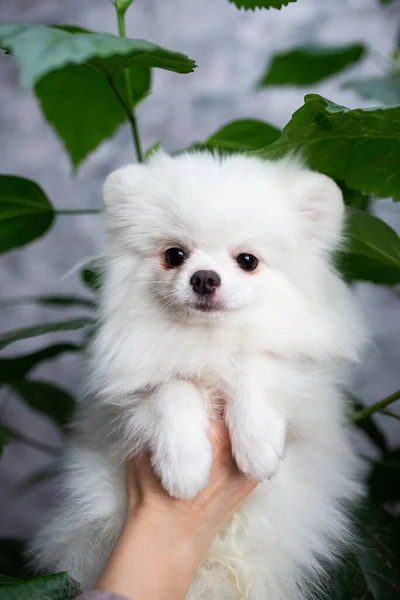 Puppy Spitz Hond Huisdier Yorkshire Terriër Chihuahua Verzorgen — Stockfoto