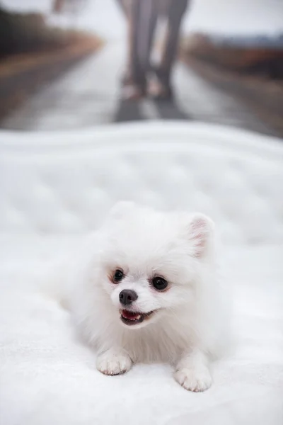 Puppy Spitz Dog Pet Yorkshire Terrier Chihuahua Grooming — Stock Photo, Image