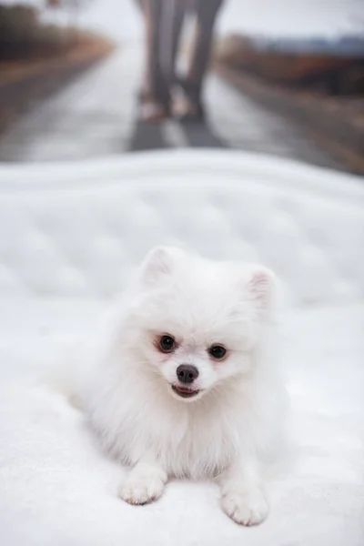 Kiskutya Spitz Kutya Kisállat Yorkshire Terrier Chihuahua Ápolás — Stock Fotó