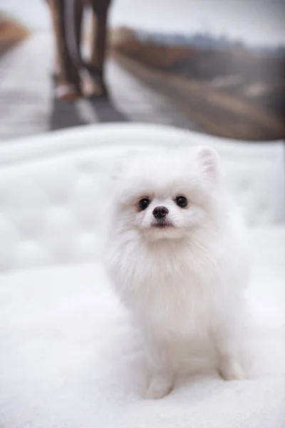 Welpe Spitz Dog Pet Yorkshire Terrier Chihuahua Pflege — Stockfoto