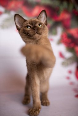 Küçük İskoç kedisi İngiliz kedisi Birmanyalı küçük hayvanlar Noel ağacı topları