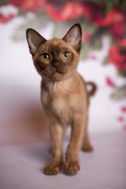 Küçük İskoç kedisi İngiliz kedisi Birmanyalı küçük hayvanlar Noel ağacı topları