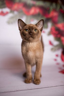 Küçük İskoç kedisi İngiliz kedisi Birmanyalı küçük hayvanlar Noel ağacı topları