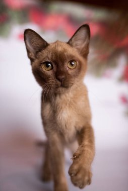 Küçük İskoç kedisi İngiliz kedisi Birmanyalı küçük hayvanlar Noel ağacı topları