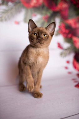 Küçük İskoç kedisi İngiliz kedisi Birmanyalı küçük hayvanlar Noel ağacı topları