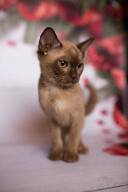 Küçük İskoç kedisi İngiliz kedisi Birmanyalı küçük hayvanlar Noel ağacı topları