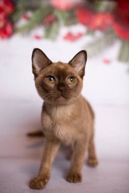 Küçük İskoç kedisi İngiliz kedisi Birmanyalı küçük hayvanlar Noel ağacı topları