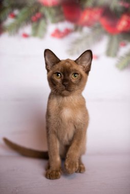 Küçük İskoç kedisi İngiliz kedisi Birmanyalı küçük hayvanlar Noel ağacı topları