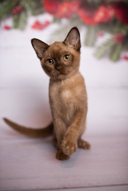 Küçük İskoç kedisi İngiliz kedisi Birmanyalı küçük hayvanlar Noel ağacı topları