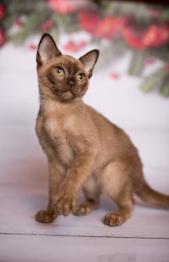 Küçük İskoç kedisi İngiliz kedisi Birmanyalı küçük hayvanlar Noel ağacı topları