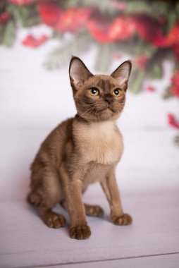 Küçük İskoç kedisi İngiliz kedisi Birmanyalı küçük hayvanlar Noel ağacı topları
