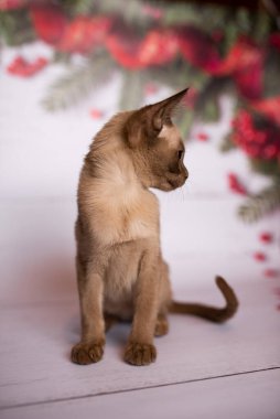 Küçük İskoç kedisi İngiliz kedisi Birmanyalı küçük hayvanlar Noel ağacı topları