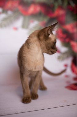 Küçük İskoç kedisi İngiliz kedisi Birmanyalı küçük hayvanlar Noel ağacı topları