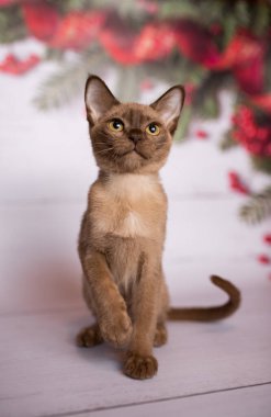 Küçük İskoç kedisi İngiliz kedisi Birmanyalı küçük hayvanlar Noel ağacı topları