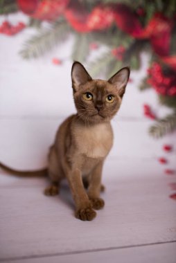 Küçük İskoç kedisi İngiliz kedisi Birmanyalı küçük hayvanlar Noel ağacı topları