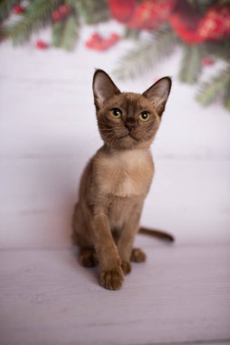 Küçük İskoç kedisi İngiliz kedisi Birmanyalı küçük hayvanlar Noel ağacı topları