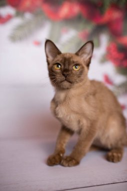 Küçük İskoç kedisi İngiliz kedisi Birmanyalı küçük hayvanlar Noel ağacı topları