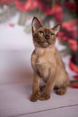 Küçük İskoç kedisi İngiliz kedisi Birmanyalı küçük hayvanlar Noel ağacı topları