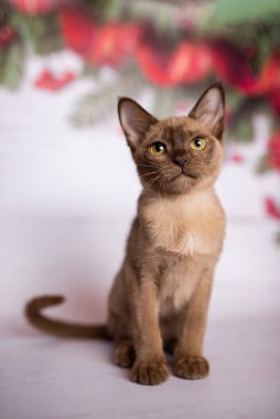 Küçük İskoç kedisi İngiliz kedisi Birmanyalı küçük hayvanlar Noel ağacı topları