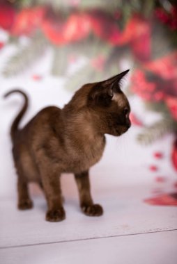 Küçük İskoç kedisi İngiliz kedisi Birmanyalı küçük hayvanlar Noel ağacı topları