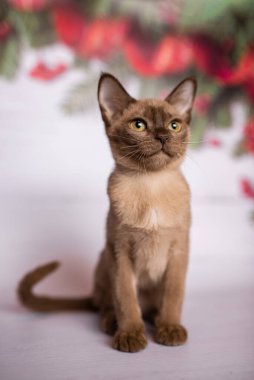 Küçük İskoç kedisi İngiliz kedisi Birmanyalı küçük hayvanlar Noel ağacı topları