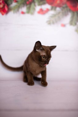 Küçük İskoç kedisi İngiliz kedisi Birmanyalı küçük hayvanlar Noel ağacı topları