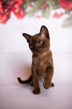 Küçük İskoç kedisi İngiliz kedisi Birmanyalı küçük hayvanlar Noel ağacı topları