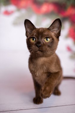 Küçük İskoç kedisi İngiliz kedisi Birmanyalı küçük hayvanlar Noel ağacı topları