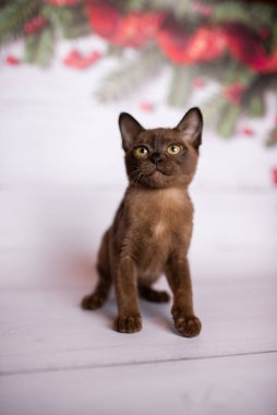 Küçük İskoç kedisi İngiliz kedisi Birmanyalı küçük hayvanlar Noel ağacı topları