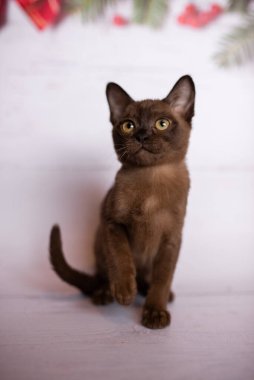 Küçük İskoç kedisi İngiliz kedisi Birmanyalı küçük hayvanlar Noel ağacı topları