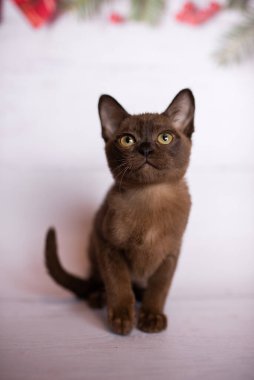 Küçük İskoç kedisi İngiliz kedisi Birmanyalı küçük hayvanlar Noel ağacı topları