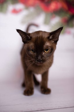 Küçük İskoç kedisi İngiliz kedisi Birmanyalı küçük hayvanlar Noel ağacı topları