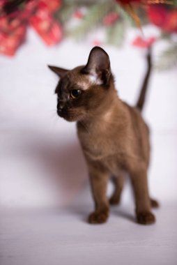 Küçük İskoç kedisi İngiliz kedisi Birmanyalı küçük hayvanlar Noel ağacı topları