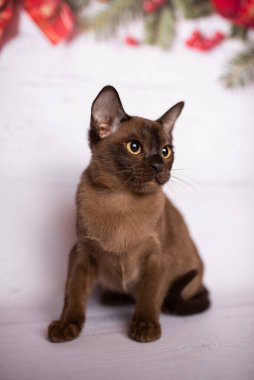 Küçük İskoç kedisi İngiliz kedisi Birmanyalı küçük hayvanlar Noel ağacı topları