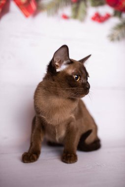 Küçük İskoç kedisi İngiliz kedisi Birmanyalı küçük hayvanlar Noel ağacı topları