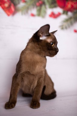 Küçük İskoç kedisi İngiliz kedisi Birmanyalı küçük hayvanlar Noel ağacı topları